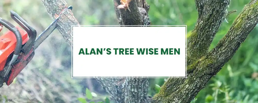 Tree Wise Men Perth website design
