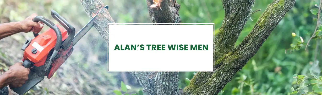 Tree Wise Men Perth website design