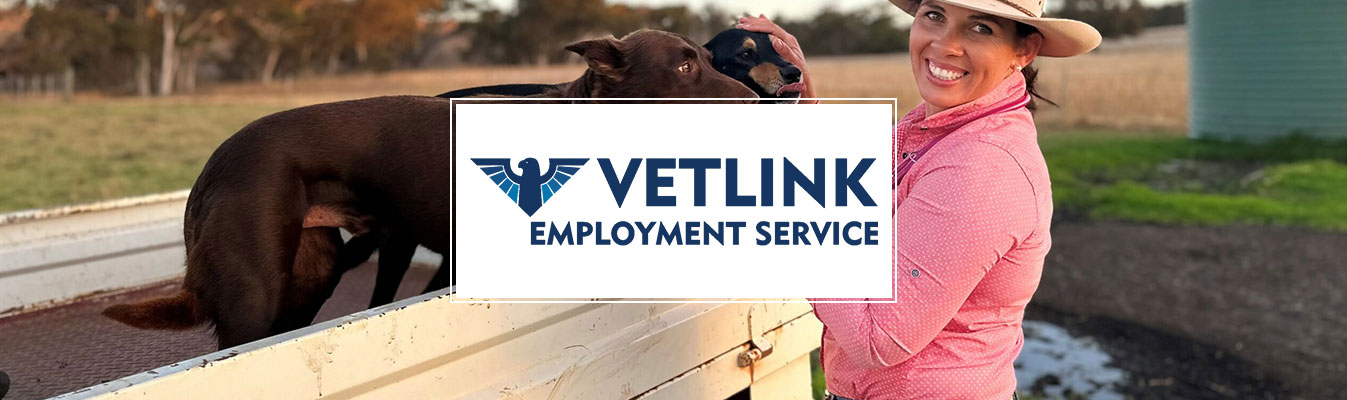 Vetlink Web Design Perth