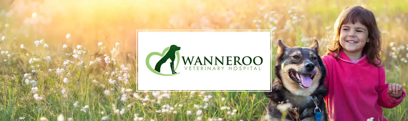 Wanneroo Veterinary Hospital Perth web design